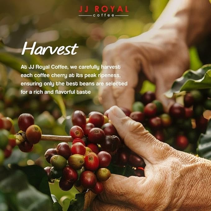 JJ Royal Coffee Java Monk Robusta 200g Ground Coffee (Pack of 4)