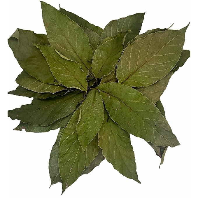Lakdive Dehydrated Premium 200+ Natural Avocado Whole Leaves 100% Pure Leaves No Additives No Caffeine
