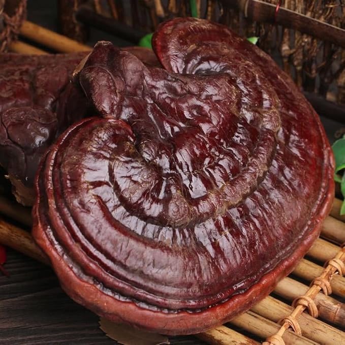 Dired Ganoderma Lucidum Lingzhi Ganoderma Lucidum Pieces Reishi Mushroom SlicesGanoderma Mushroom (250 Grams /0.55 lbs)