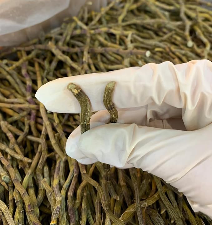 Dendrobium Stems（Tie Pi Shi Hu） Dried Dendrobium Officinale Stems -7.05oz/200g-Pure Natural Chinese Herbal Medicine -石斛条- Teas-Soup Ingredients (Dendrobium Stems) ﻿