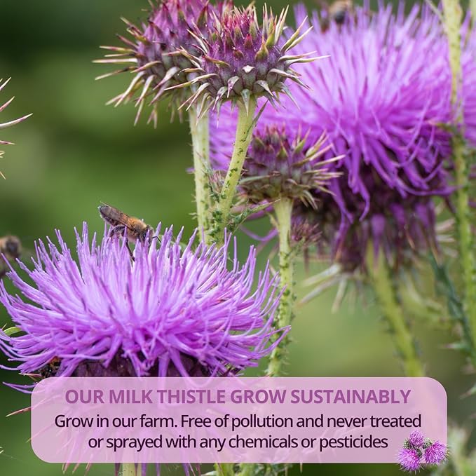 VIDA FARM Milk Thistle Tea Bags - 125 Count 100% Natural Seeds and Leaves Dried Herbal Tea Sugar Free Caffeine Free