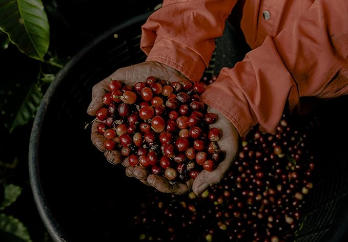 Buena Vida Speacialty Coffee - Special Blend Ground - Costa Rican Regenerative Coffee (35 oz)