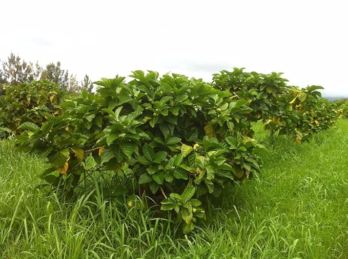 Wailua River Noni Juice (4)
