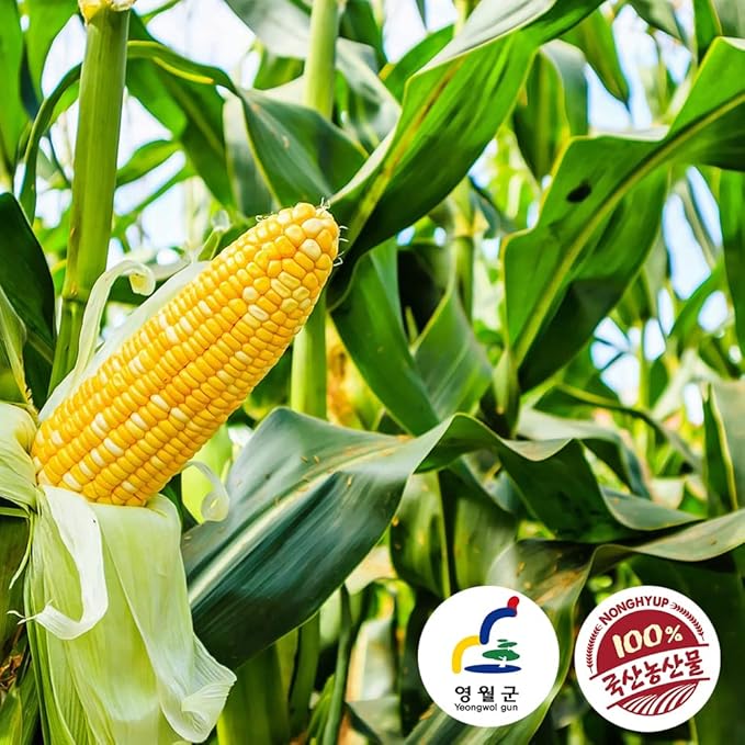 [NongHyup] Authentic Korean Roasted Corn Tea | 옥수수차 (Oksusu-cha) | 100% Korean Corns | Caffeine-Free | Nutrient-Rich &amp Versatile Beverage | 영월 농협 옥수수차 | 100% 한국산 (500g/17.6oz)