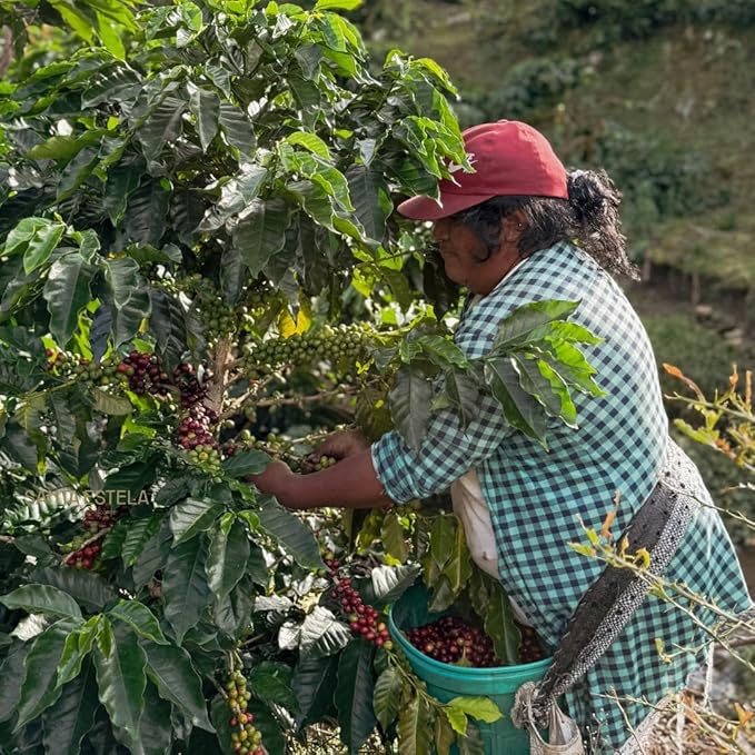Coffee Adventures Green Unroasted Coffee Beans From Peru - Finca Santa Estela Single Estate Blend - Caturra Catuaí Catimor Typica Bourbon Blend - Direct Trade Green Coffee Beans for Coffee Roaster