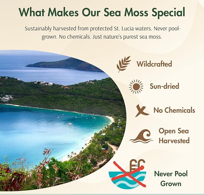 Sea Moss | Raw Wildcrafted Irish Seamoss from St. Lucia | Golden Sun-Dried | Makes 160+ oz of Sea Moss Gel | 100% Natural Vegan Non-GMO | True Mineral-Rich Superfood | 8 oz bulk package