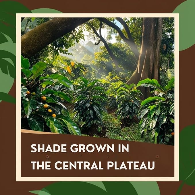 Current Crop Roasting Shop Haiti Marre Blanc Coffee Beans – Central Plateau Haitian Coffee – Smooth &amp Balanced Profile with Almond &amp Peanut Notes 3 lb bag