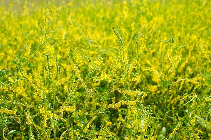 Health Embassy Meliot Sweet Clover Herb | Melilotus Officinalis L | Herbal Tea (100g)