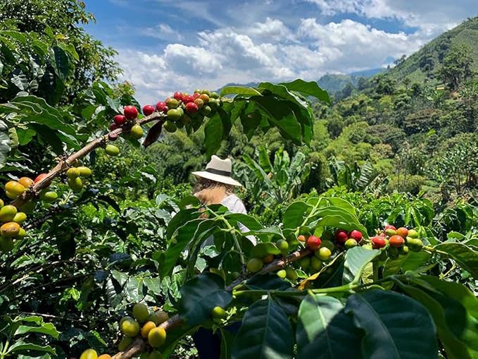pure arabica decaf coffee ground - DECAF COLOMBIAN GROUND COFFEE - Medium Roast 100% Pure Arabica swiss water processed non gmo - colombian roasted coffee by SWAN LIFE ESSENTIALS - 3 Bags (36 Oz)