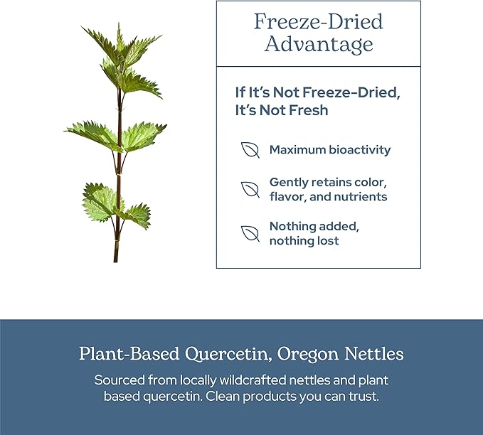 Eclectic Herb - Nettle Quercetin Capsules | Non-GMO Vegan | 90 CT