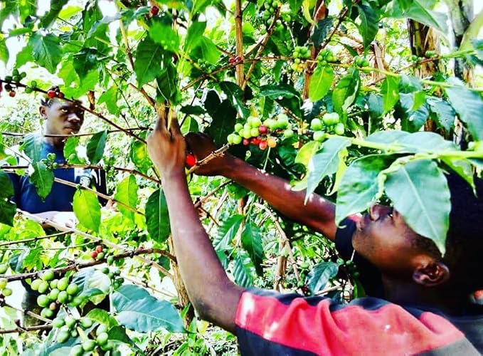 UGANDAN GREEN COFFEE BEANS (UNROASTED) - 5 LB BAG - NATURAL / DRUGAR - Naturally Processed - Eastern Africa - Rwenzori Mountains - Organically Farmed &amp Relationally Sourced - 100% Arabica - SL14 &