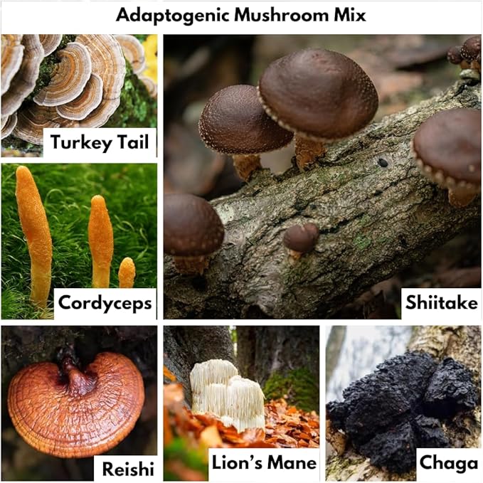 Methylene Blue Capsules with Mushroom Extracts: Lion's Mane Reishi Cordyceps Chaga Shiitake Turkey Tail - Trusted Made in America - 7mg (USP Grade) (60ct)