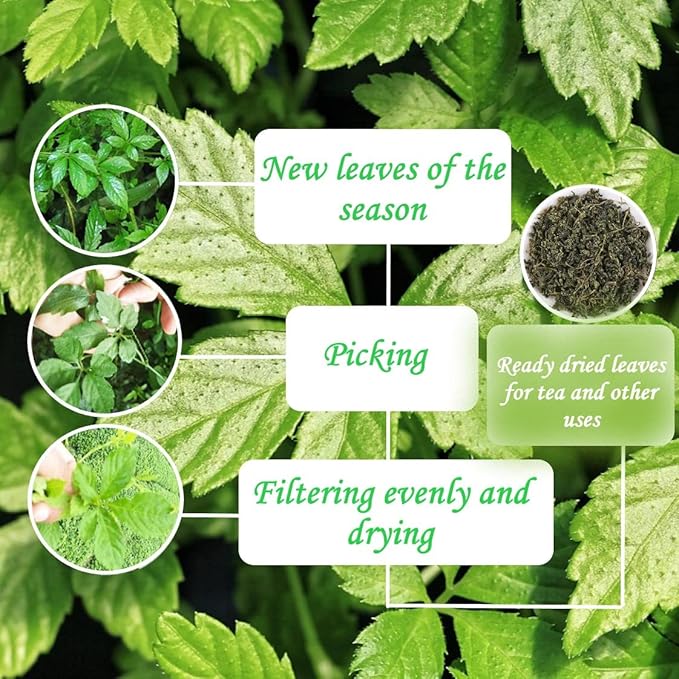 Gynostemma Pentaphyllum Jiaogulan Loose Leaf Emerald Green Tea 500g (17.61oz) – Dried Gynostemma Tea Leaves for Hot Iced Invigorating Beverages