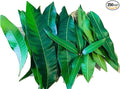 Fresh Mango Leaves Tea Organic All Natural No Pesticide No Chemical from South Florida Qty 250+
