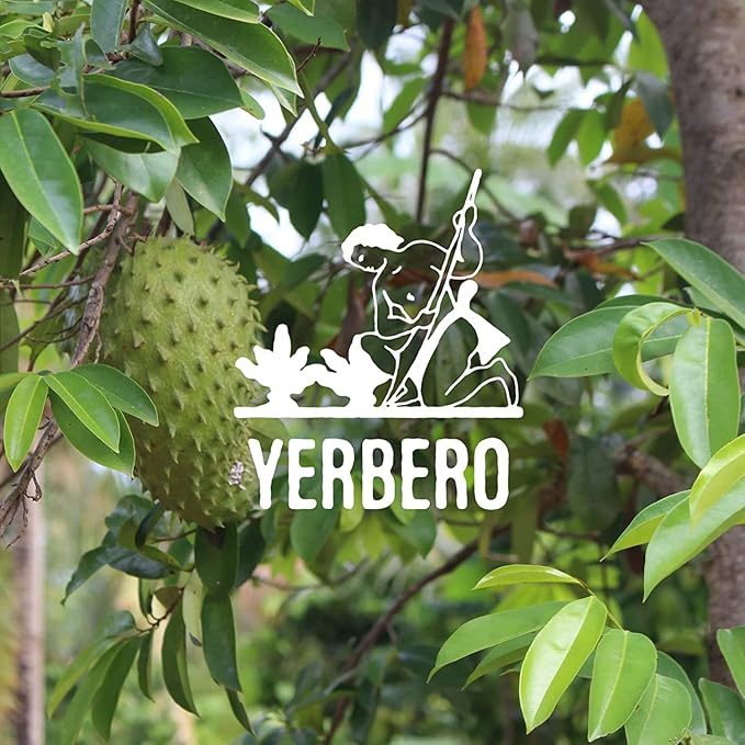 Yerbero - Whole Wildcrafted Dried Graviola Soursop Leaves 1 LB (453g - 1300+ Leaves Per Bag) Hoja De Guanabana Seca Crafted By Nature | Vacuum Sealed for Freshness | From Mexico | Premium Quality.