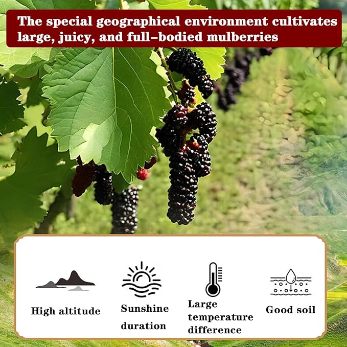 Dried Black Mulberries 桑葚 桑葚干 Black Mulberry Tea Mulberries Tea 14.11oz 400g(200g*2) Herbal Tea Health Snack No Sugar No Addition