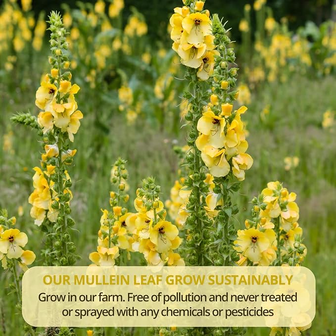 VIDA FARM Mullein Leaf Tea Bags 125 Tea Bags 100% Natural Mullein Leaves Tea Dried Herbal Tea Bags No Additives Caffeine Free Sugar Free