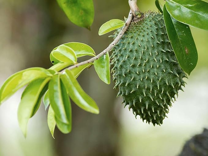 SWAN LIFE ESSENTIALS Soursop Graviola Tea K-Cups - Antioxidant Digestion Immune Booster - 1 Box 10 K-cups