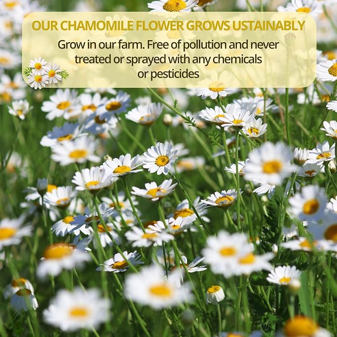 VIDA FARM 100 Chamomile Tea Bags Natural Chamomile Flowers Tea Bags Dried Herbal Flowers Sugar Free Caffeine Free Gluten Free