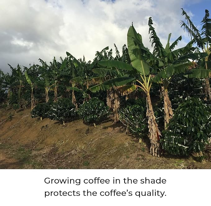 Julian Coffee - Whole Bean Specialty Grade Single Origin Arabica Coffee From Puerto Rico. Low Acid. 12oz.