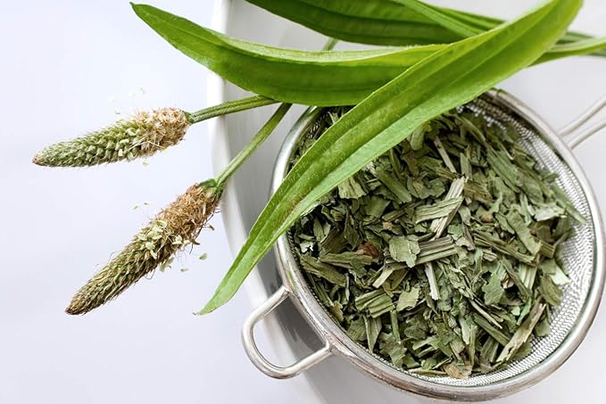 Health Embassy English Plantain Leaf | Plantago Lanceolata L | Herbal Tea (50g)