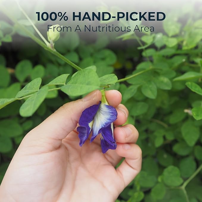 100% Dried Butterfly Pea Flower Buds 1050 Count 2.96 oz Floral Scent Re-Steep Pure Natural Herbal Tea for Flower Tea for Cooking Cocktails Smoothies and Skin Effect