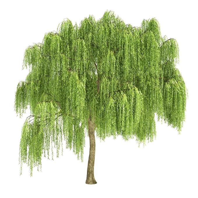 Health Embassy White Willow Bark | Salix Alba L | Herbal Tea (100g)