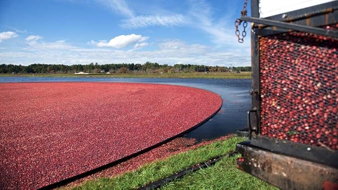 Ocean Spray® 100% Juice Cranberry Pomegranate Juice Blend 64 Fl Oz Bottle (Pack of 8)