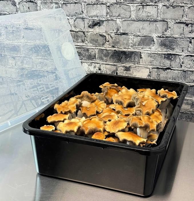 Premium 5-Grain Mushroom Spawn Bags | Sterilized Grain Spawn | Injection Ports | 2 Quarts Each Bag | 2 Bags per Box