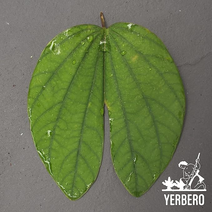 Yerbero - Te Herbal Pata De Vaca Bulk Sizes 8 oz (225gr) Herbal Tea (Cow's Foot Leaves - Bauhinia Forficata) Stand Up Resealable Bag Crafted By Nature100% All Natural Fresh Tea Tea non-GMO Gluten-Fr
