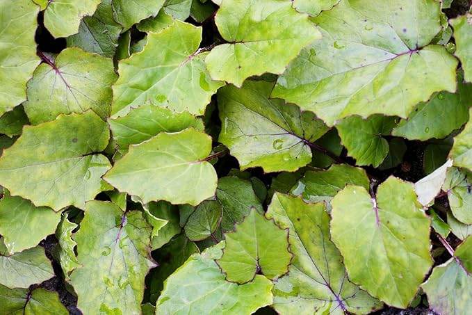 Health Embassy Coltsfoot Leaf | Tussilago farfara L | Herbal Tea (100g)