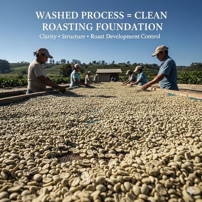 Current Crop Roasting Shop India Mysore Nuggets Green Coffee Beans – Unroasted Arabica for Home Roasting – Chikmagalur Single Origin Washed Process 5-Pound Bag