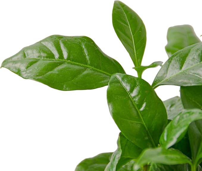 Garden Wrld Arabica Coffee