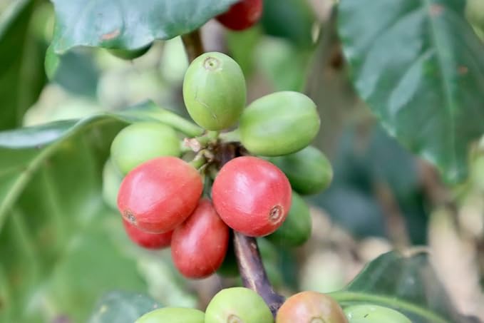 Vista Bean - Medium Roast- Whole Bean Ugandan Coffee - 100% Arabica - Relationally Sourced - Organically Farmed