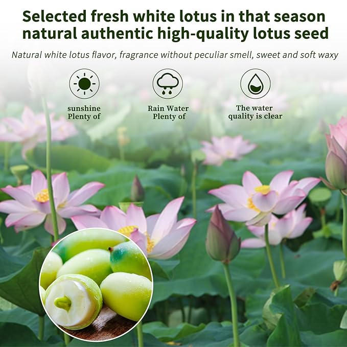 Lotus Seeds Dried Lotus Seed White Lotus Seeds Lian zi Natural Herbal Tea Cooking Porridge and Soup Raw Material 莲子 白莲子 煲汤煮粥 14.1oz/400g