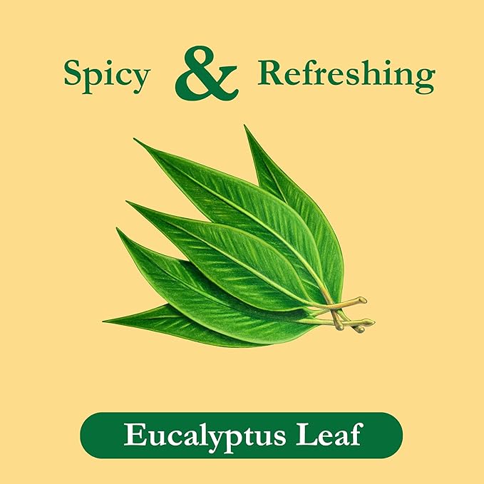 Tadin Eucalyptus Tea Herbal Tea Caffeine Free 24 Tea Bags Per Box Pack of 6
