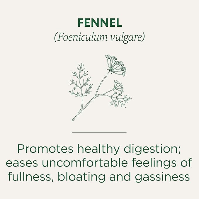 Traditional Medicinals Tea Organic Fennel Promotes Healthy Digestion 96 Tea Bags (6 Pack)