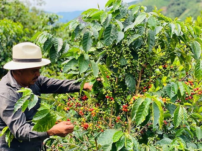 Colombian Coffee Specialty: Bourbon Rosado 227g 8onz Ground – Medium Roast