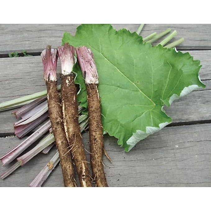 GAGOPA Dried and Roasted Burdock Root – 100% Korean Burdock Premium Herbal Tea Ingredient Earthy Smooth Flavor Pure with Rich Flavor 300g