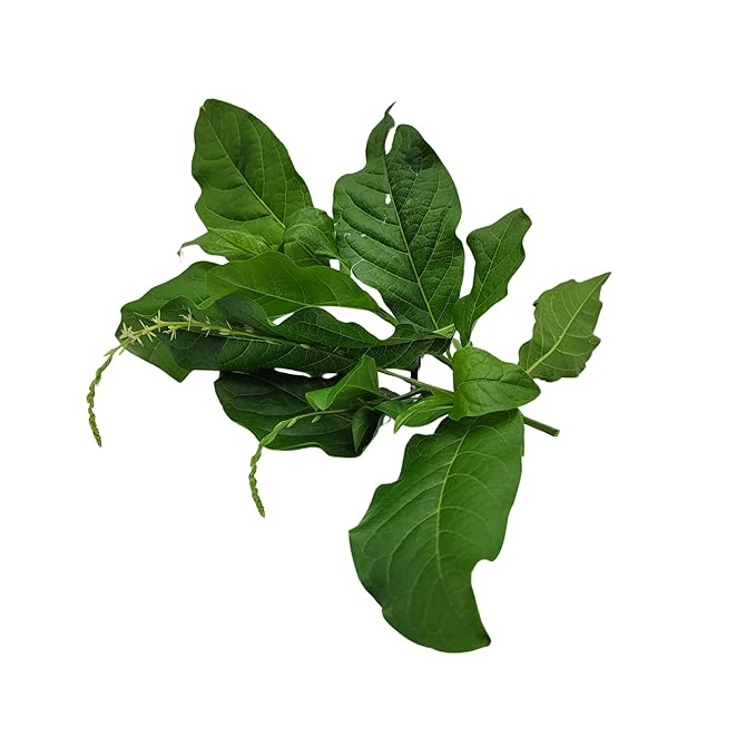 Jamaican Guinea Hen Weed Tea – 4oz (2 x 2oz Packs) – Handpicked Loose Leaf Herbal Tea – Anamu Herbs – Dried Leaves 100% Organic from Jamaica – Inspired Gems