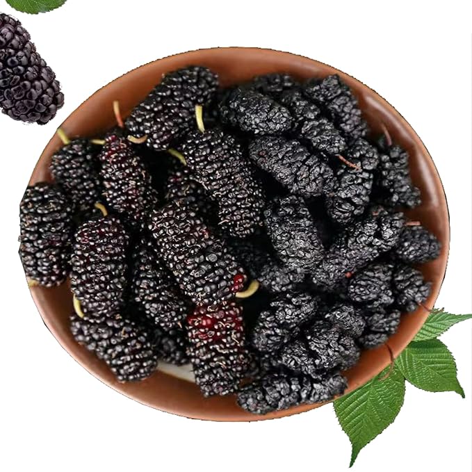 Dried Black Mulberries 14.1oz Black Mulberry Tea Sweet Delicious Dried Fruit Snacks