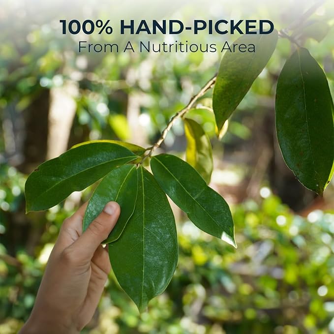 Soursop Leaf Tea with Licorice Root &amp Celastrus Hindsii Re-Steep Whole Leaf 5.22oz Refreshing &amp Sweet Re-Steep Natural Herbal Tea Blend No Sugar Added