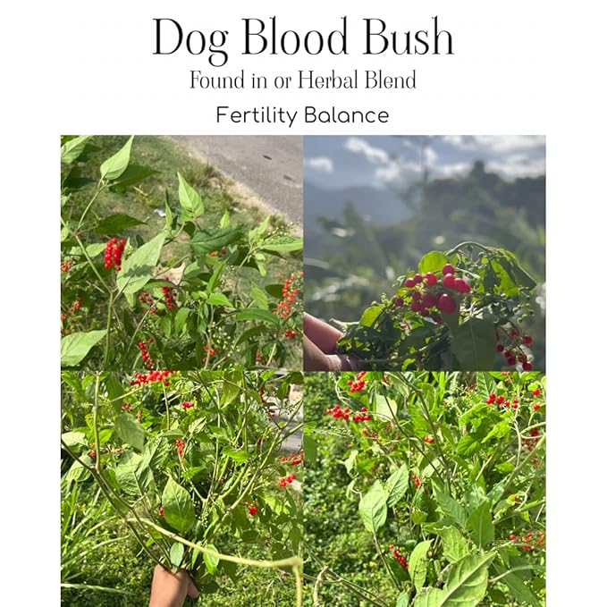 Plantish by Jm Plantish Fertility Tea: Organic Jamaican Dog Blood Bush Tea Fertility Prenatal Vitamins Fertility herb for Women