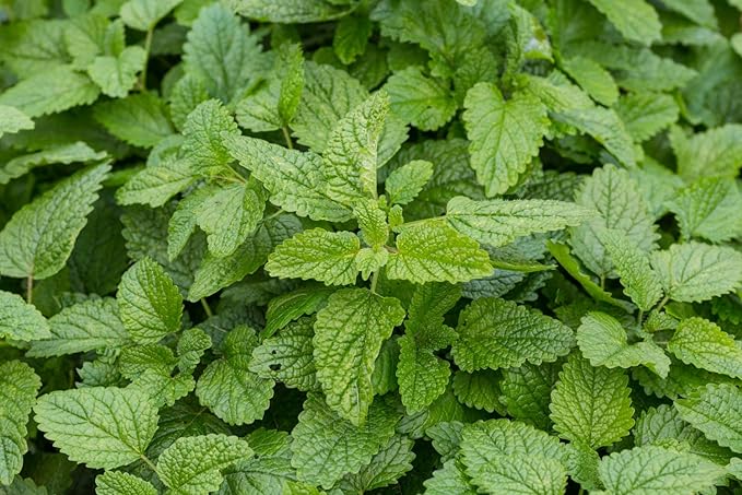 Health Embassy Lemon Balm Leaf | Melissa Officinalis L | Herbal Tea (50g)