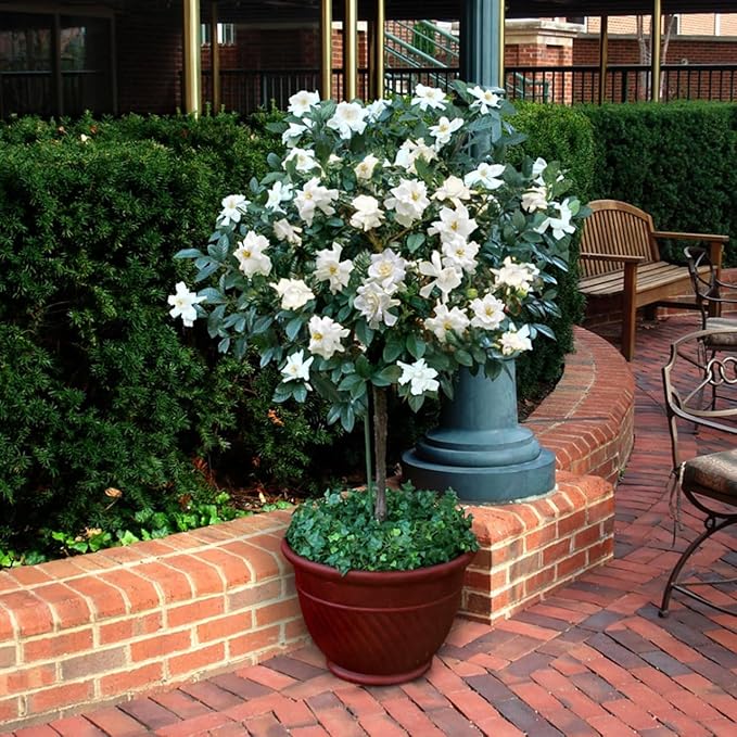 Gardenia Mystery - Gardenia Jasminoides. Hardy Evergreen Shrub with Large Sweetly Fragrant White Flowers Ideal for Landscaping and Container Gardening (2 Gardenia Mystery Plants in Sac)