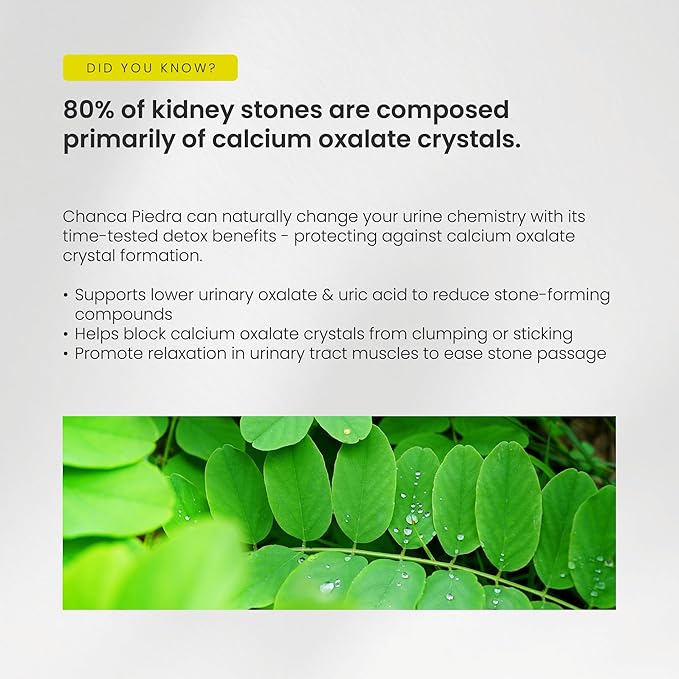 Chanca Piedra Stone Breaker – Kidney Stone Dissolver Support &amp Gallbladder Cleanse Supplement – Calcium Oxalate Balance &amp Detox for Urinary Tract – 20000 mg Equivalent Supplement with Nettle