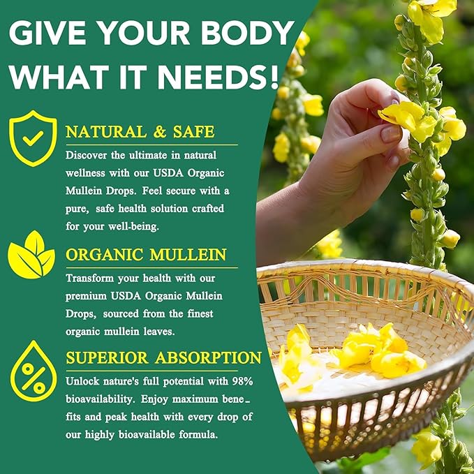 ETHALE Mullein Drops for Lungs Mullein + Chlorophyll Lung Drops Mullein Leaf Extract with ChlorophyllMullein Leaf Extract for Lung Cleanse and Respiratory Support (2)