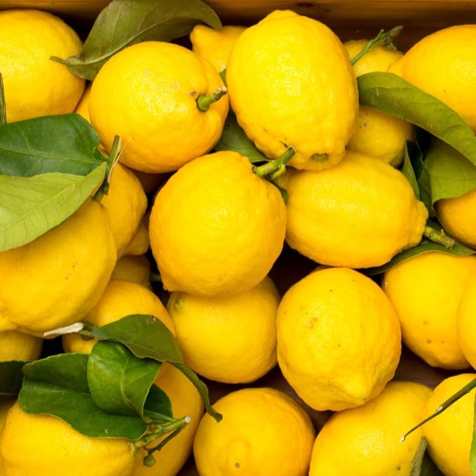 SunTree Lemon or Lime Juice RTU – Reconstituted 100% Juice for Restaurants Bars &amp Food Processing – 32 oz PET Bottles or 1 Gallon Jugs – Ideal for Lemonade Marinades Baking Dressings Sauces