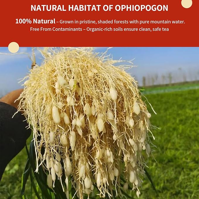 Baihuatang Premium Ophiopogon Root for Tea ‌麦冬 8.81oz/250g Ophiopogon Japonicus (Mài Dōng) – Sulfur &amp Caffeine Free Perfect for Herbal Blends &amp Nourishing Teas
