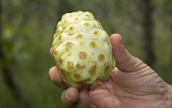Virgin Noni Juice - 100% Pure Hawaiian Noni Juice - 2 Pack of 32oz Glass Bottles